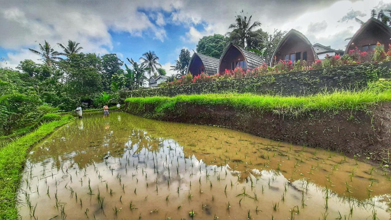 Omah Bapak Ijen Eco House Hotell Licin Exteriör bild